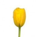 Tulips - Yellow